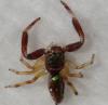 Lurio sp.